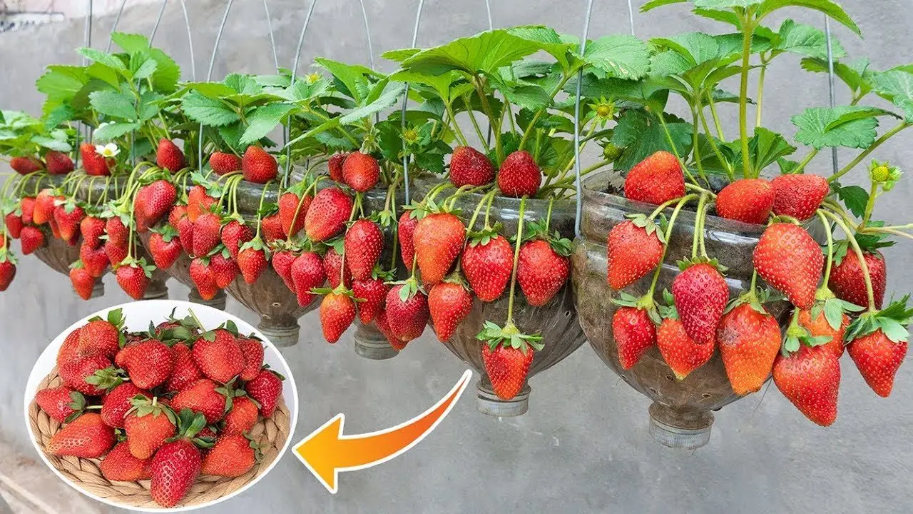 Come coltivare fragole in vaso sul balcone